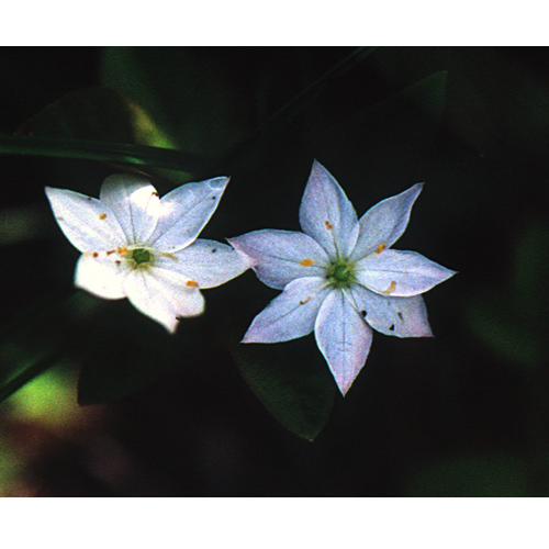 可憐に咲くツマトリソウの花